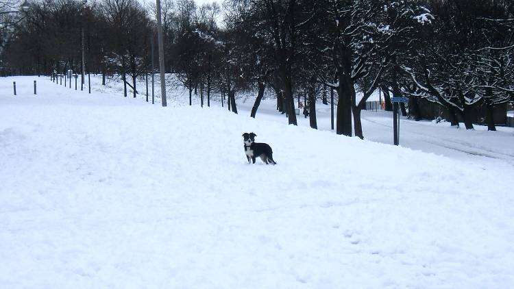 Snow dog