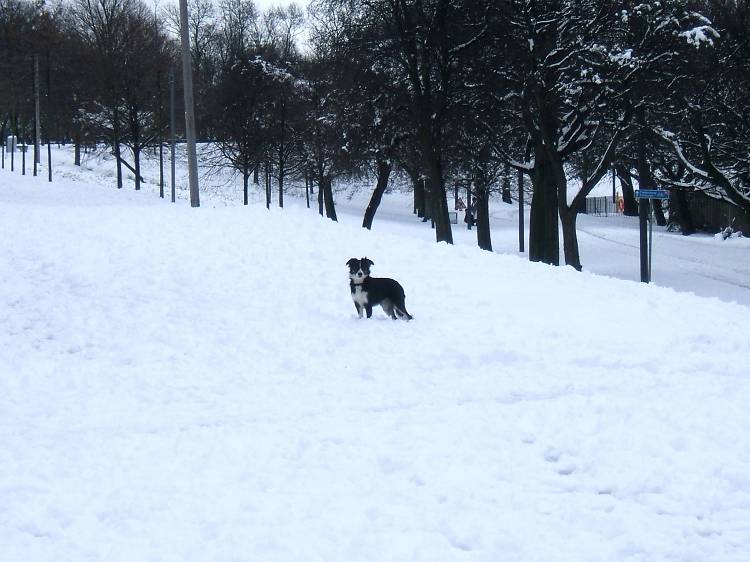 Snow dog