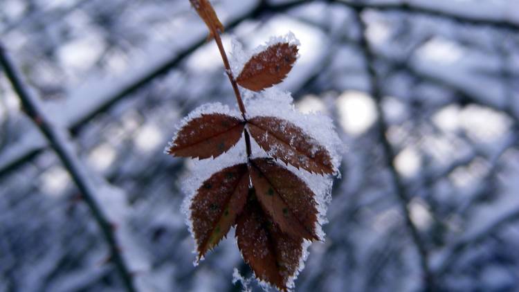 Queen's Park leaf