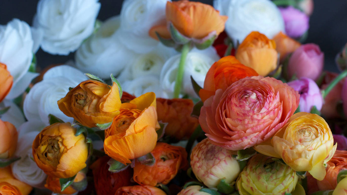 Fivefork Farms Shopping in Boston