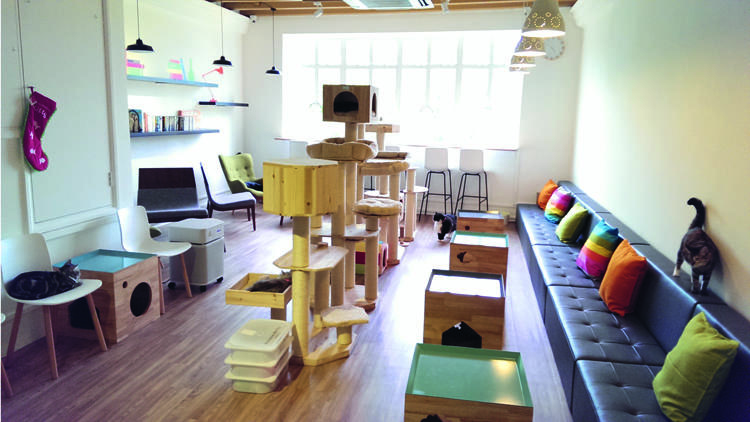 Cat Cafe Neko No Niwa