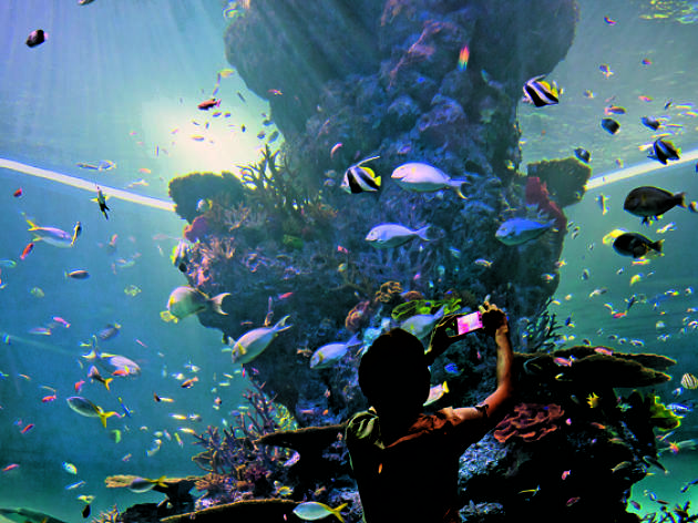 SEA Aquarium at Resorts World Sentosa | Things to do in Sentosa, Singapore