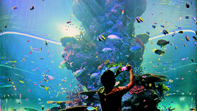 singapore underwater world ticket price