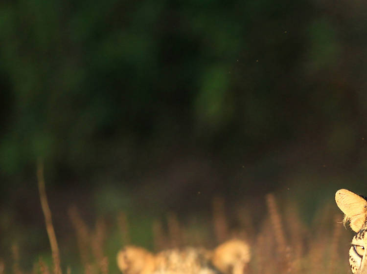 Wilpattu National Park is a national park in Sri Lanka