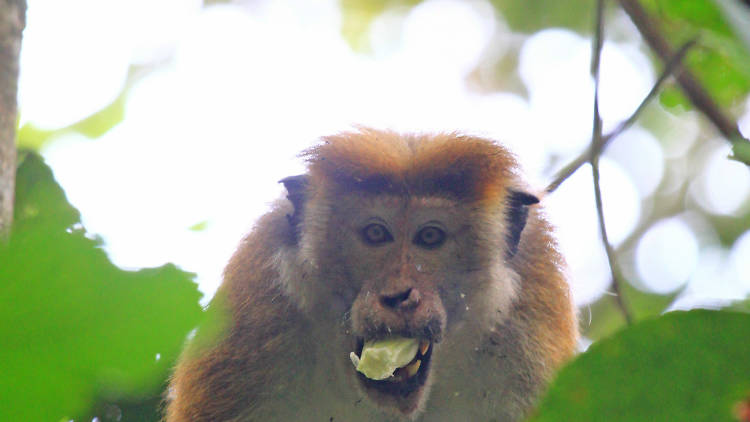 A forest reserve in Sri Lanka