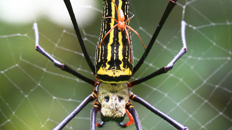 A forest reserve in Sri Lanka