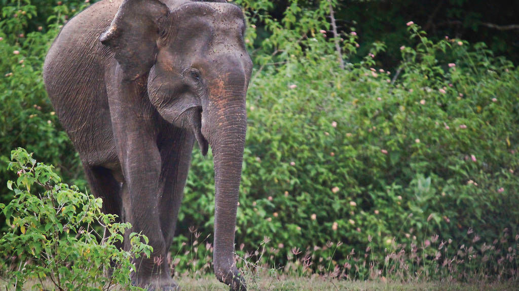 Lunugamvehera National Park | Things to do in Hambantota, Sri Lanka