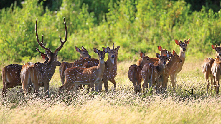 An important habitat for wildlife