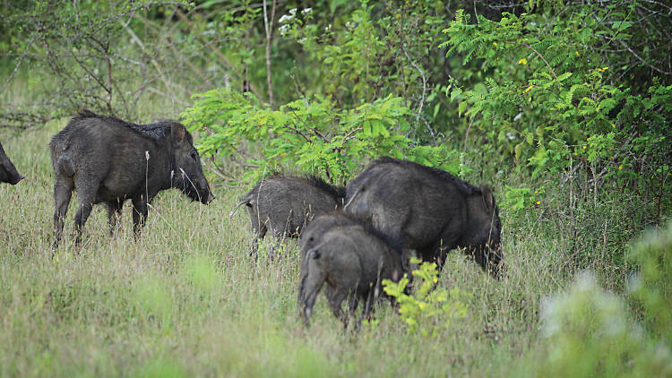 An important habitat for wildlife