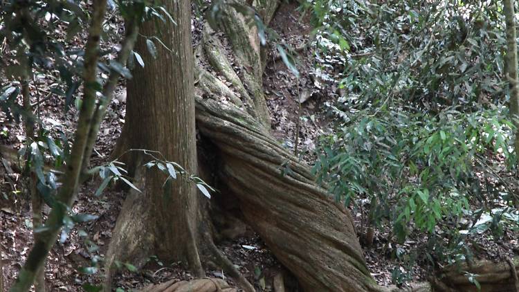 Udawatta Kele is a forest reserve in Kandy