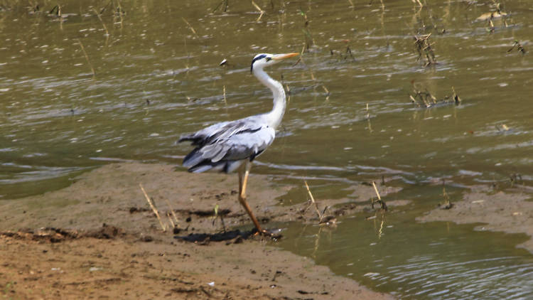 A sanctuary and national park in Polonnaruwa