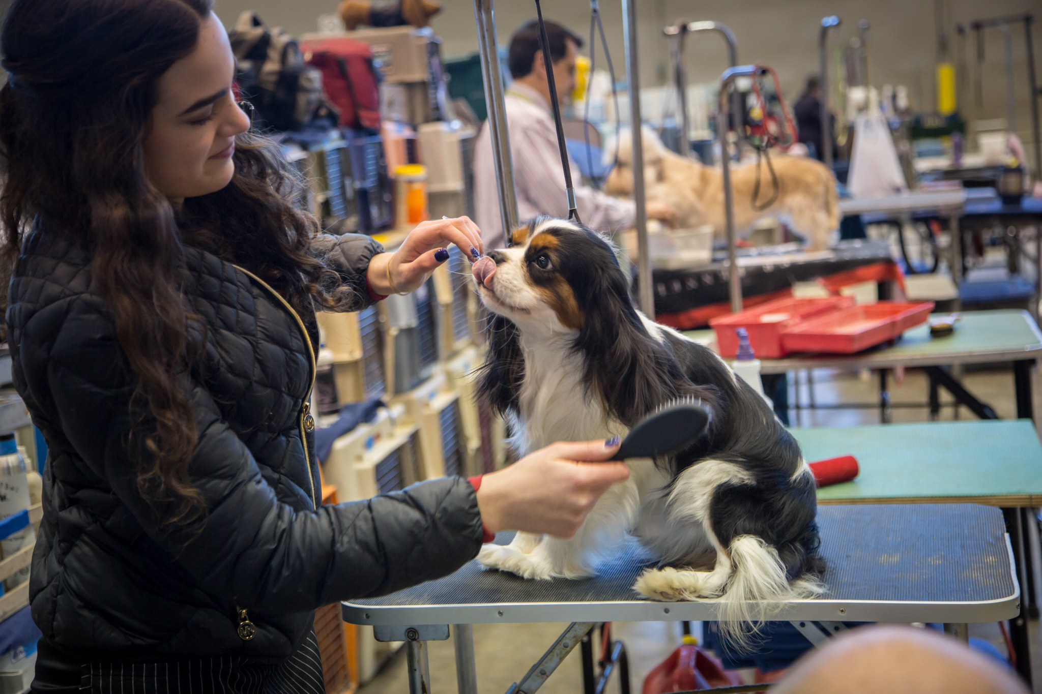 Photos from the International Kennel Club Dog Show at McCormick Place