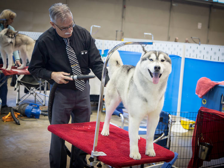 Photos from the International Kennel Club Dog Show at McCormick Place