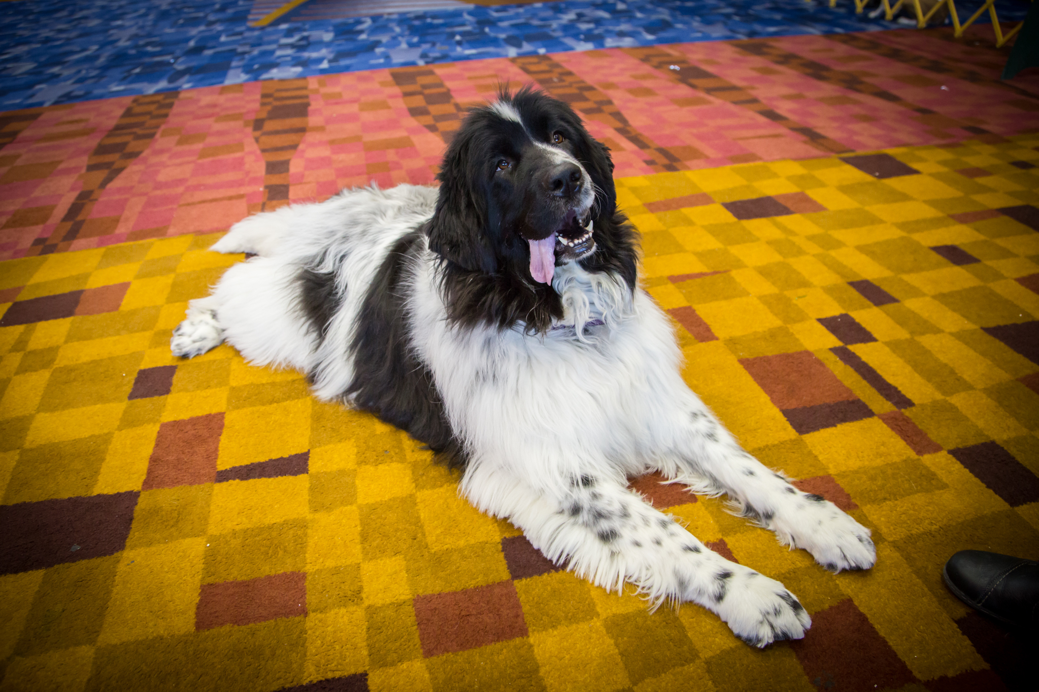 Photos from the International Kennel Club Dog Show at McCormick Place