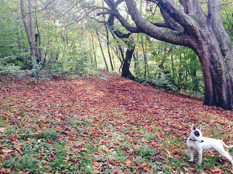 Fancy a stroll? Ten lovely parks for when you need to get away from the city