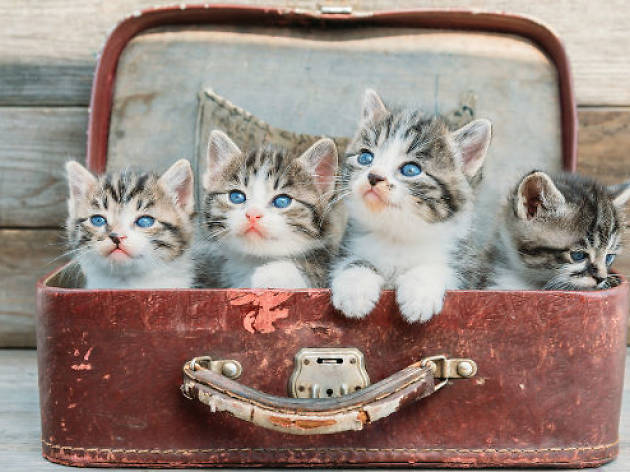 Gato Fest Gato Fest