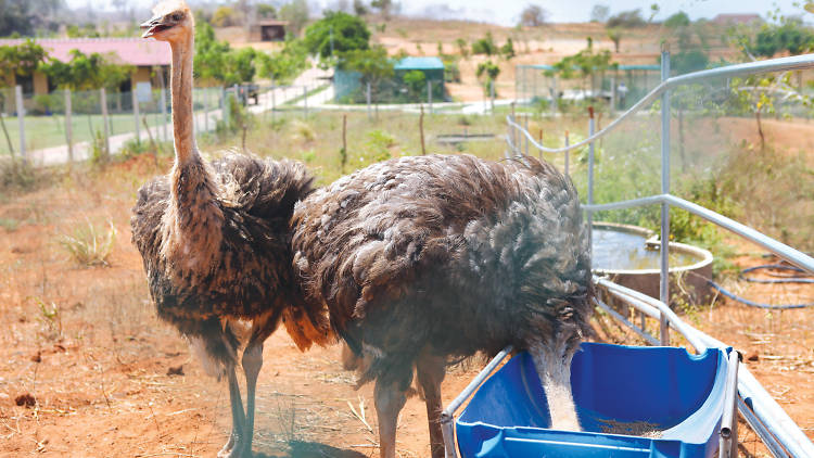 A bird breeding and research centre