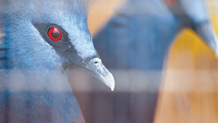  A bird breeding and research centre