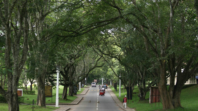 University of Peradeniya is a university in Kandy