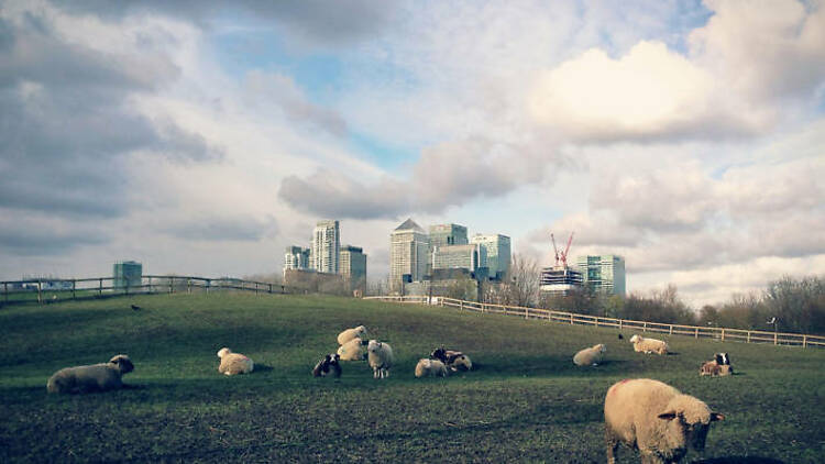 Sheep taking over the city 