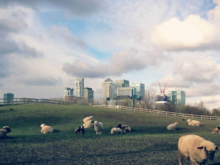 Sheep taking over the city 