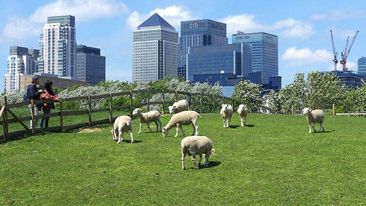 Urban grazing