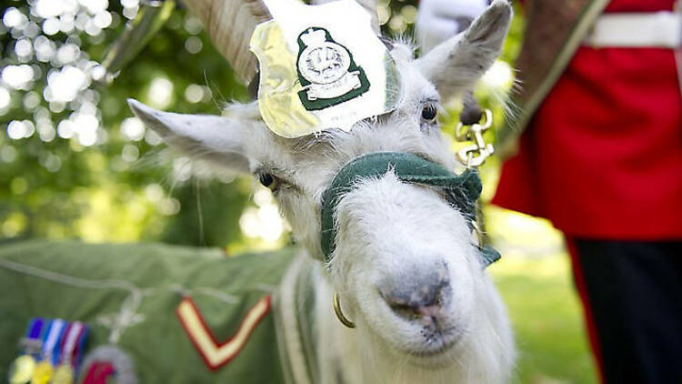 Taffy the regimental goat 