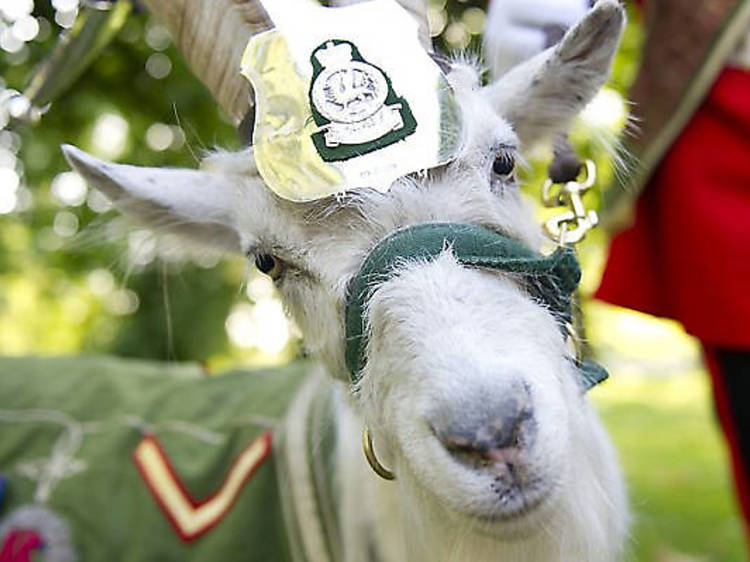 Taffy the regimental goat 