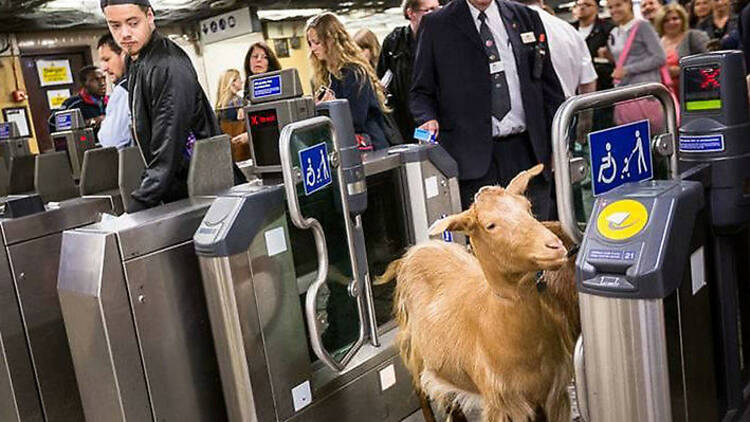 Goat on the Tube