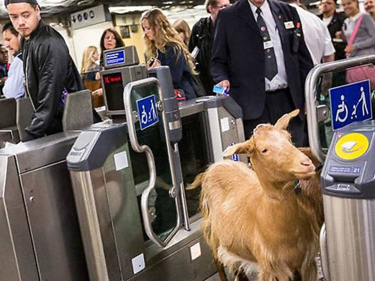 Goat on the Tube