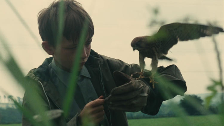 A still from the film Kes or a boy standing amongst grass with a kestrel perched on his hand