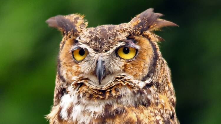 Great Horned Owl, Seattle Zoo