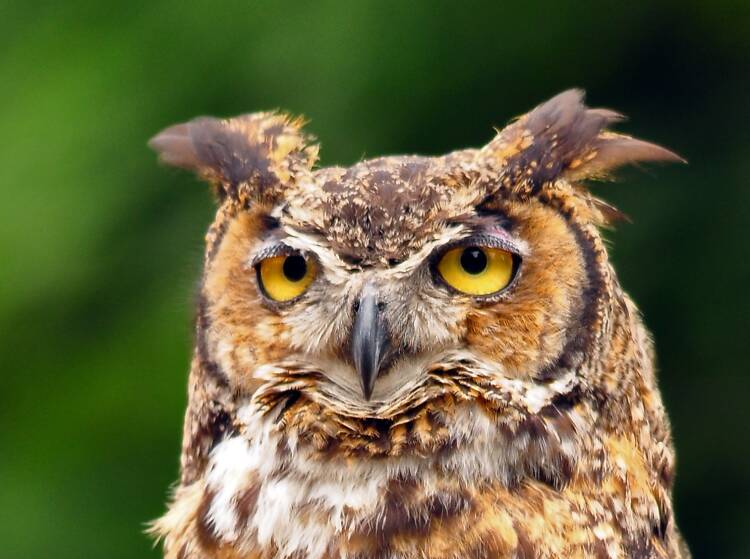 Great Horned Owl, Seattle Zoo