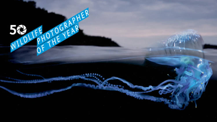 Wildlife photographer of the year competition