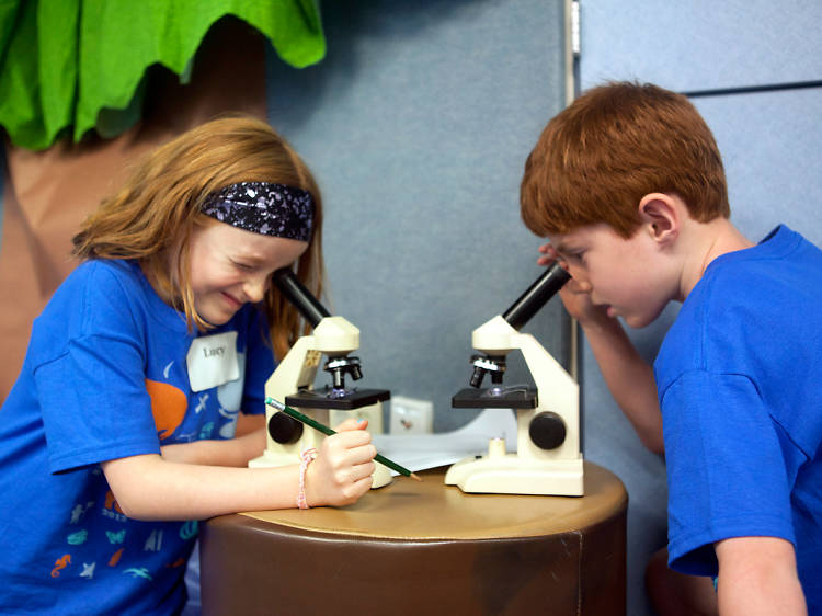 Shedd Aquarium camps