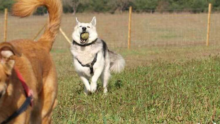 Diversión canina