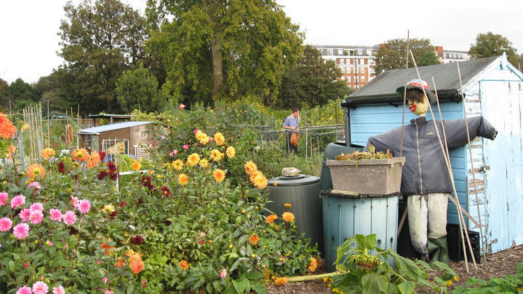 Fulham Palace Meadows Allotments © Edwina Sassoon