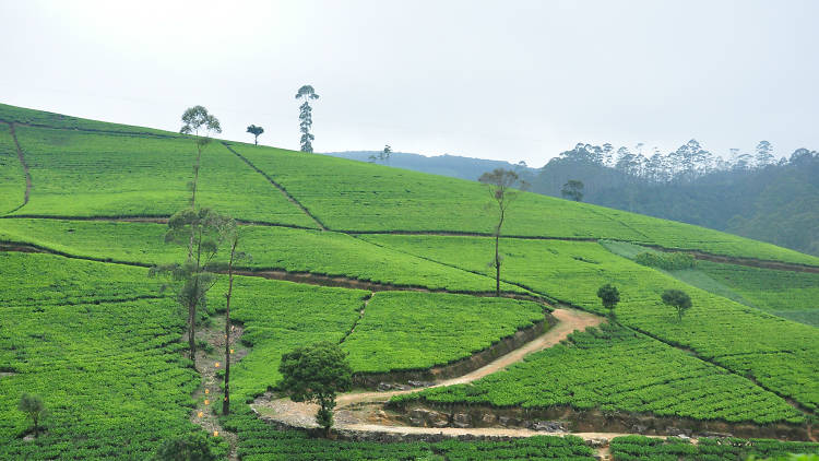 Nuwara Eliya is a town in Sri Lanka