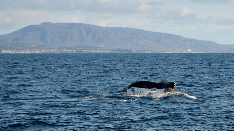 Whale watching near Dana Point