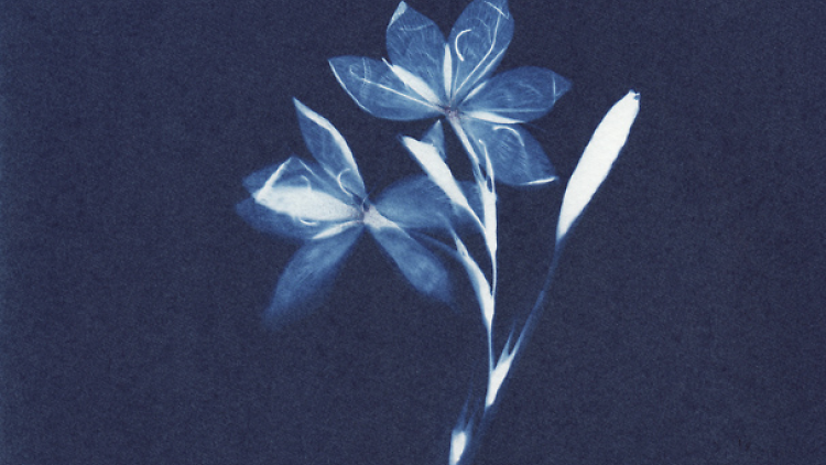 Cyanotype Printing with Anne Parouty