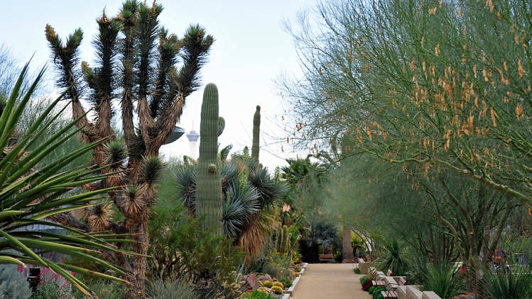 Las Vegas Springs Preserve | Attractions in West Las Vegas, Las Vegas