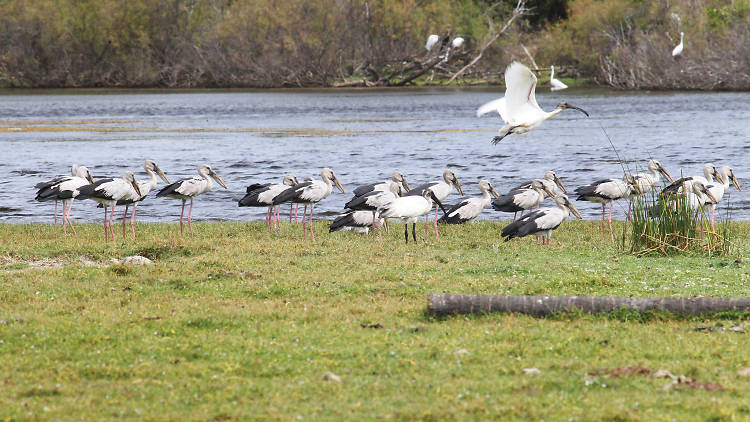 A large bird sanctuary in Kilinochchi 