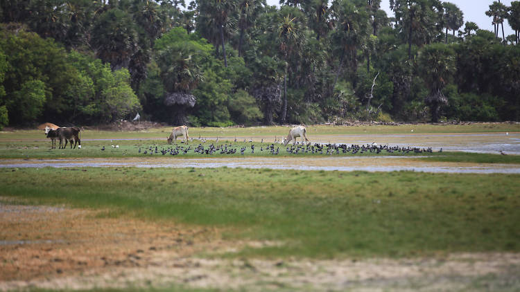 A large bird sanctuary in Kilinochchi 