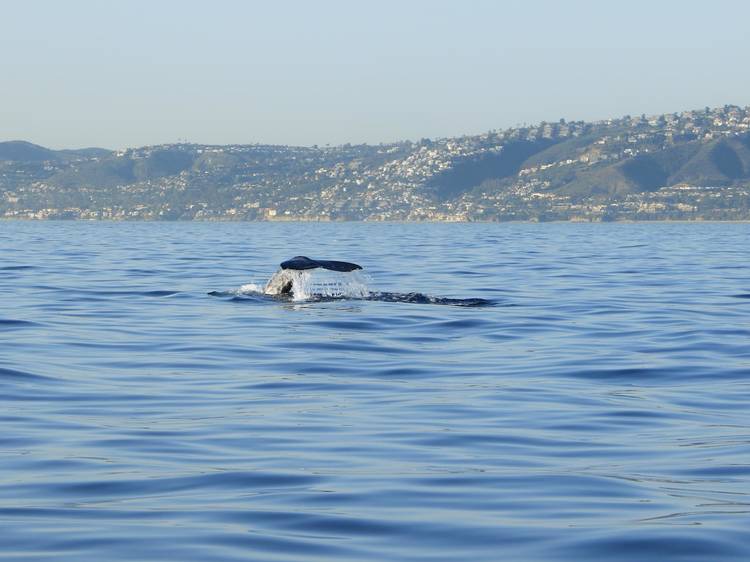 Venture out on a whale watching cruise