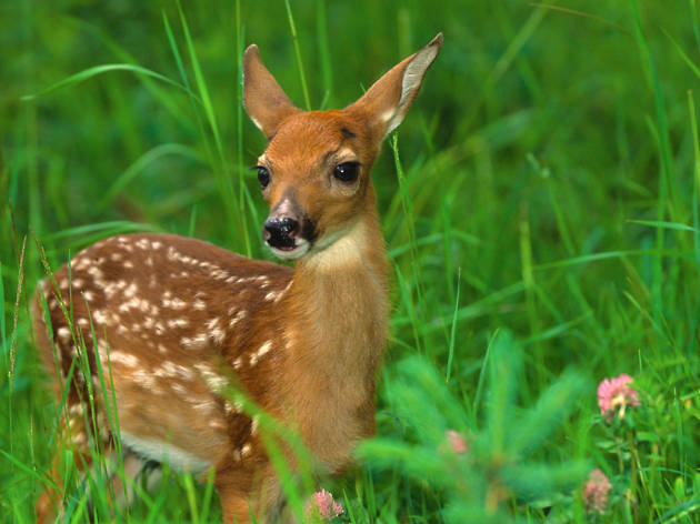 Venado Venado