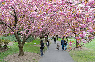 Sakura Matsuri Cherry Blossom Festival In Nyc
