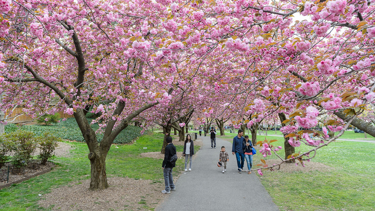 Sakura Matsuri Cherry Blossom Festival in NYC