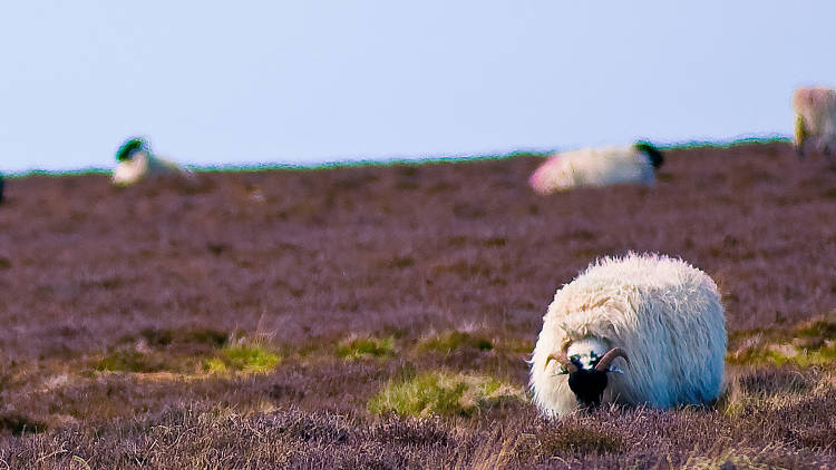 Sheep in sunny Sleights