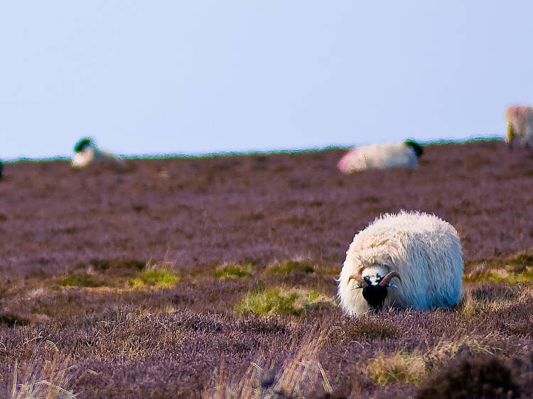 Sheep in sunny Sleights