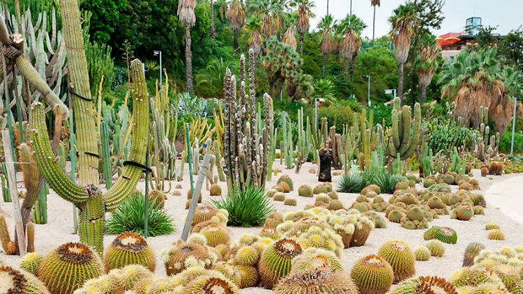 Jardí Botànic